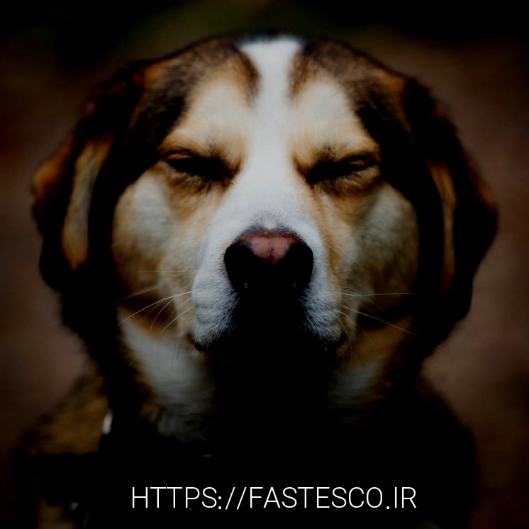 Squinting Dog