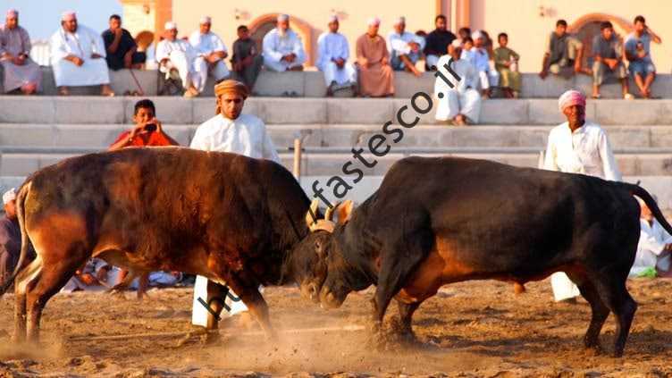 گاو بازی  سنت ناشناخته در یک روستای اماراتی / گاوبازی اماراتی بدون سرنوشت تلخ یک گاو