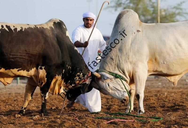 گاو بازی  سنت ناشناخته در یک روستای اماراتی / گاوبازی اماراتی بدون سرنوشت تلخ یک گاو