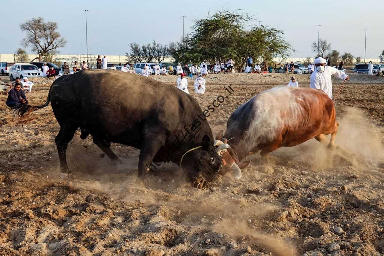 گاو بازی  سنت ناشناخته در یک روستای اماراتی / گاوبازی اماراتی بدون سرنوشت تلخ یک گاو