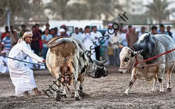 گاو بازی  سنت ناشناخته در یک روستای اماراتی / گاوبازی اماراتی بدون سرنوشت تلخ یک گاو