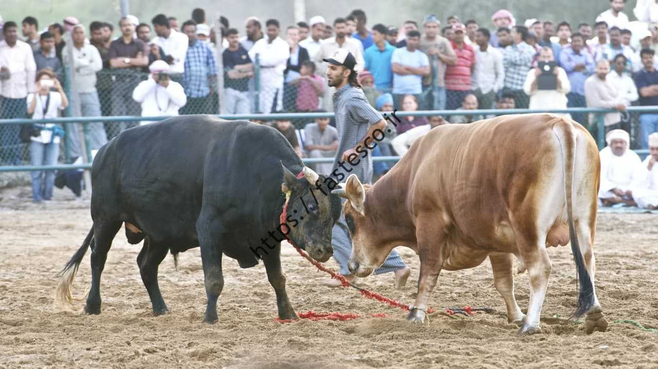 گاو بازی  سنت ناشناخته در یک روستای اماراتی / گاوبازی اماراتی بدون سرنوشت تلخ یک گاو