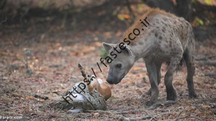 (ویدئو)