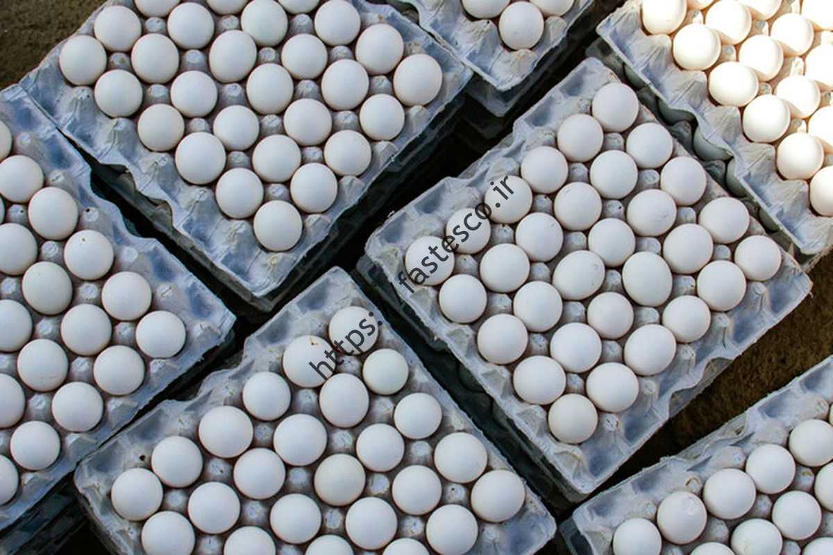 چرا تخم مرغ دوباره گران شد؟