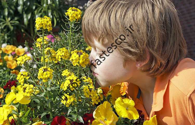 انسان کم کم حس بویایی خود را از دست می دهد!